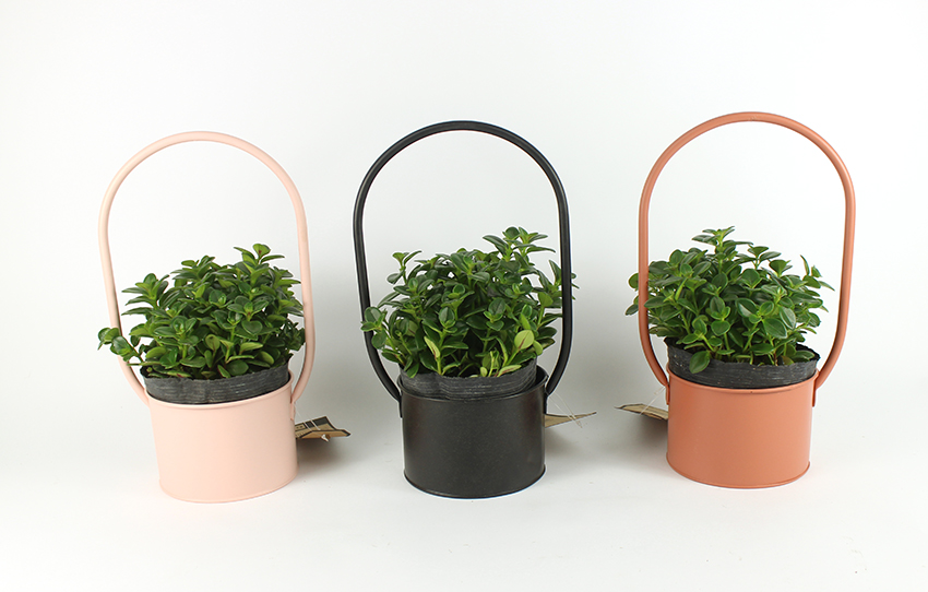 Green Plant Rack - KD8304